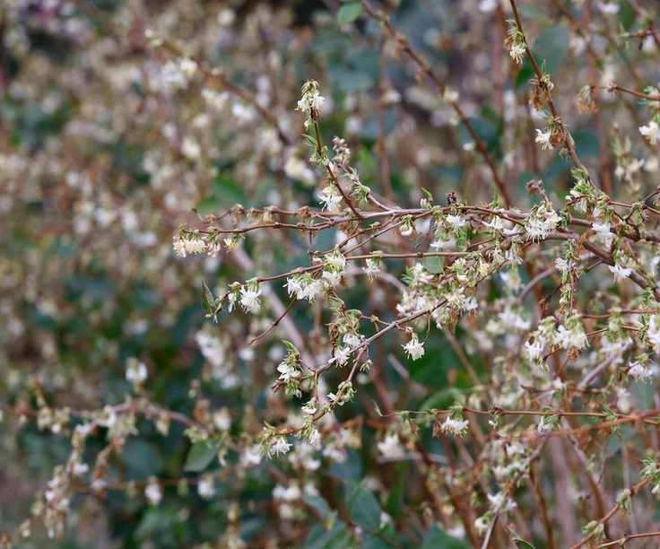 winter honeysuckle