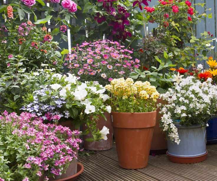 Flowers to plant if you rent