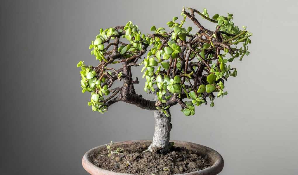 Avoid These 5 Common Mistakes When Caring for Your Bonsai Tree