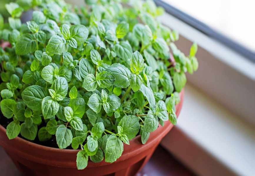 Growing Mint Indoors: Essential Tips for a Thriving Windowsill Herb