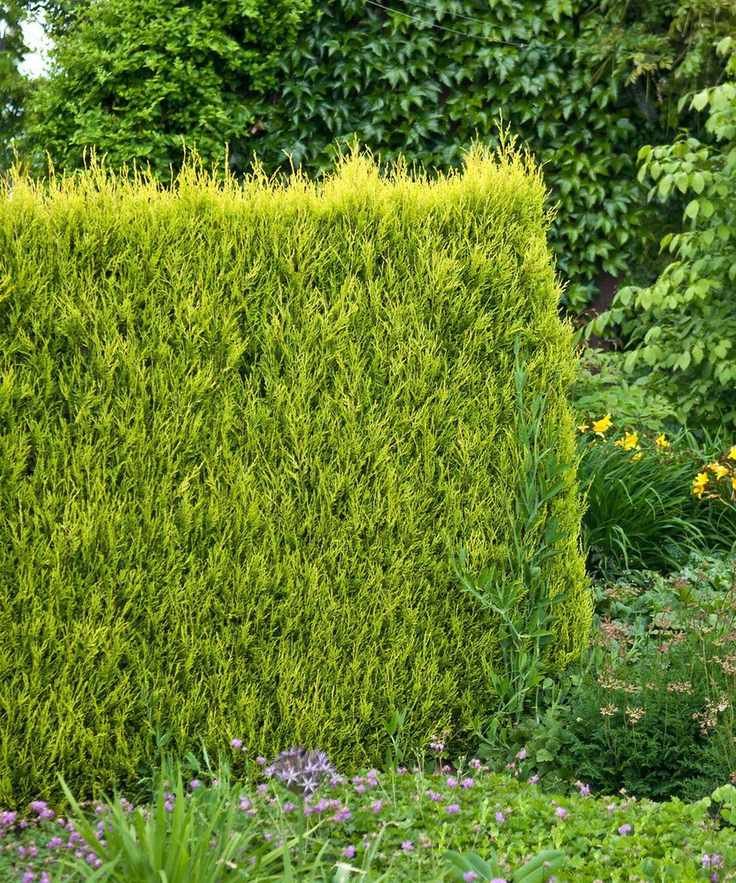 leyland cypress hedge