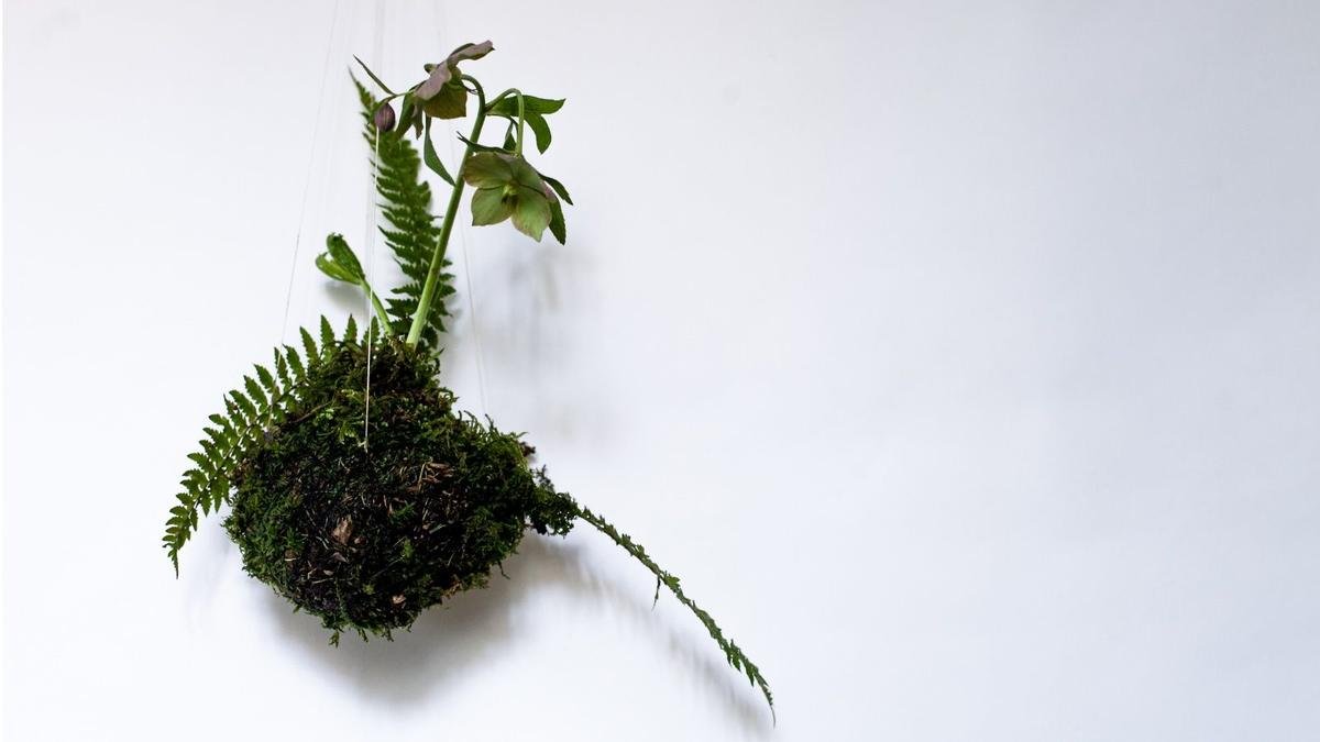 A Complete Guide to Kokedama Care: 5 Essential Tips for Indoor Plant Displays