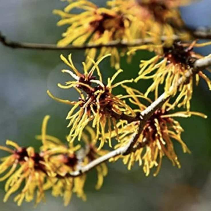 Witch hazel shrubs from walmart