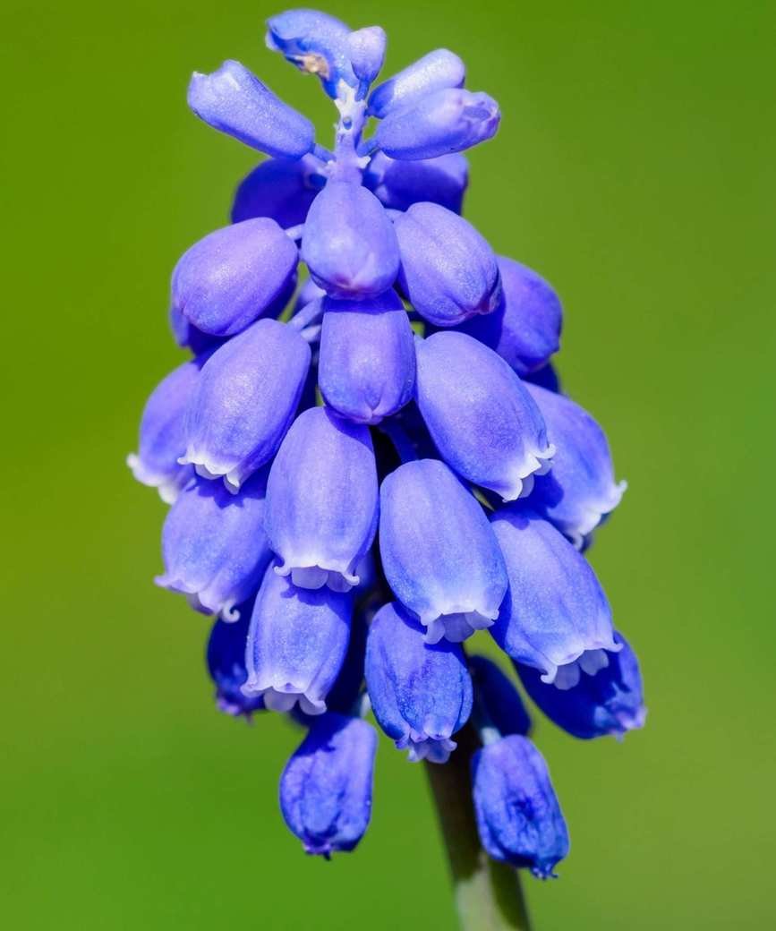 Grape Hyacinth
