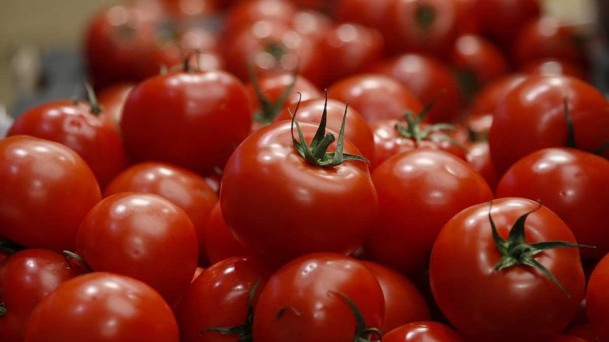 Indoor Tomato Gardening: Essential Tips for Growing Success