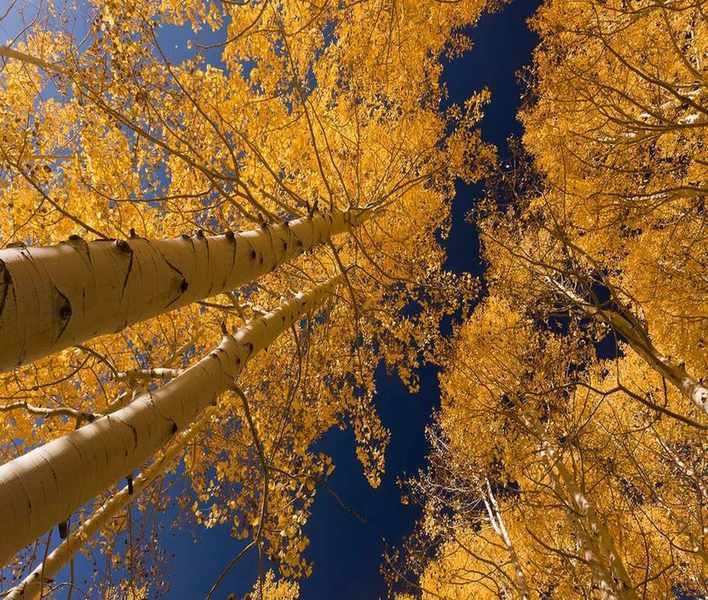 Essential Care Guide for Quaking Aspen Trees: Growing Tips and More