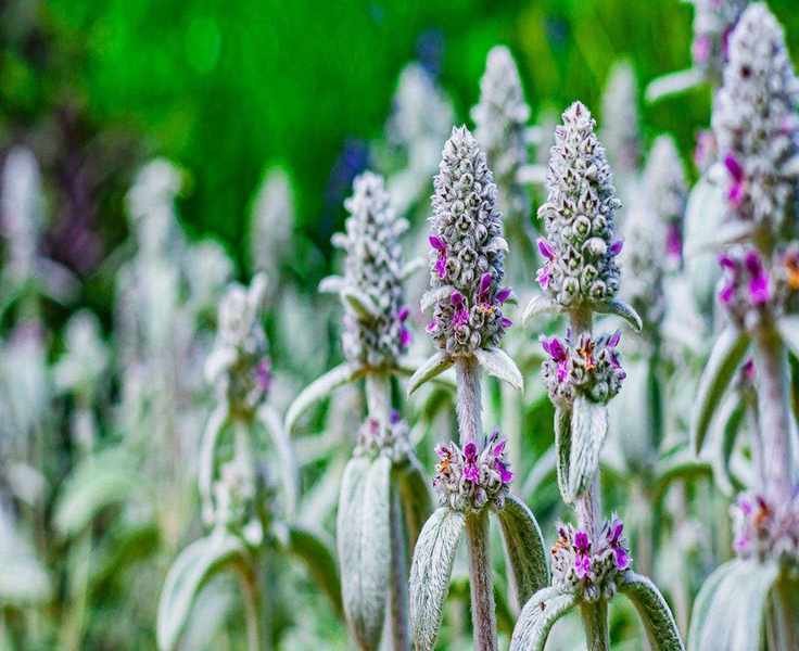 Lamb's Ears Care and Growing Tips for Your Garden