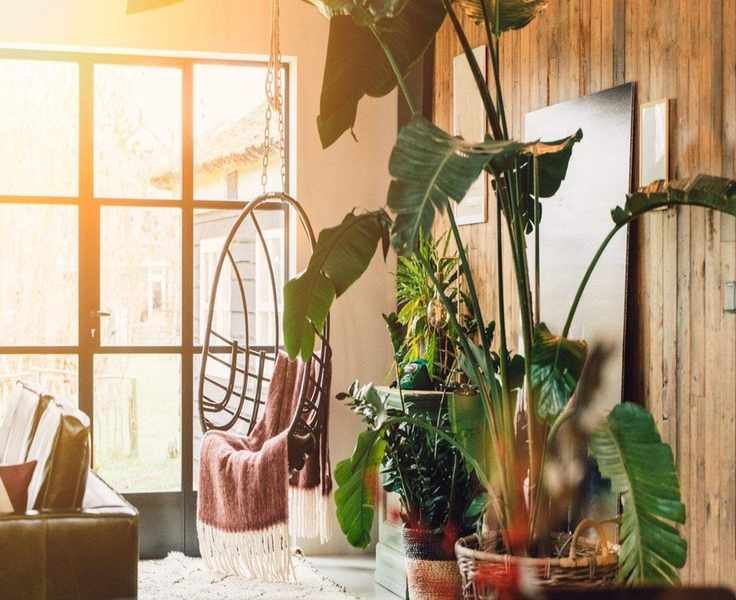 Avoid These 5 Houseplant Mistakes to Boost Your Feng Shui in 2025