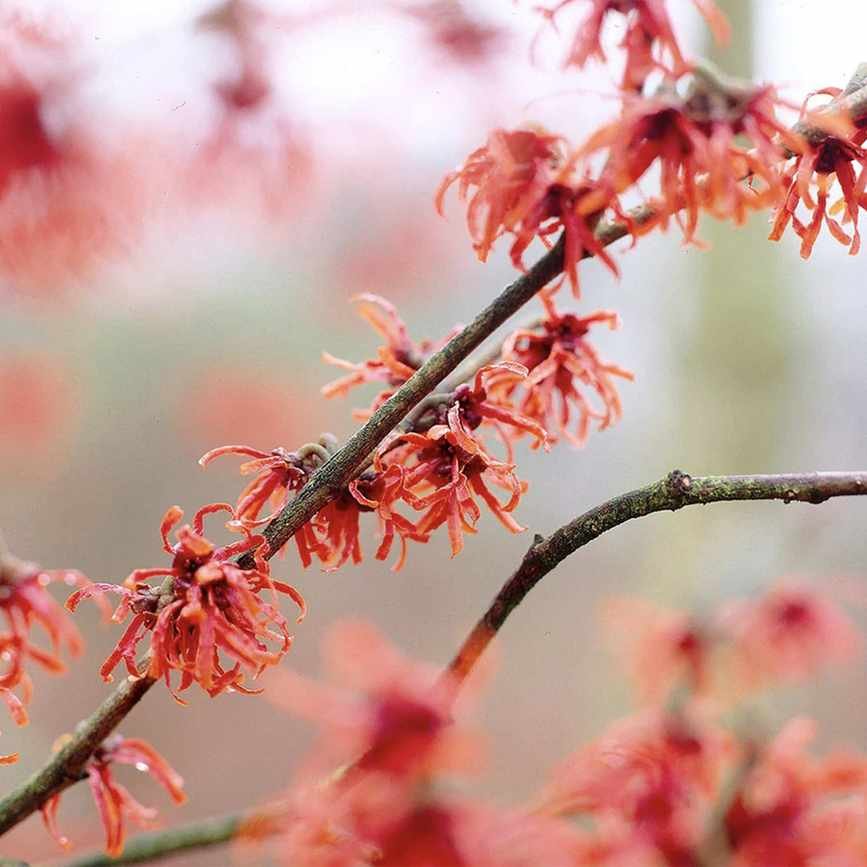 Diane Witch Hazel Shrub fast growing trees