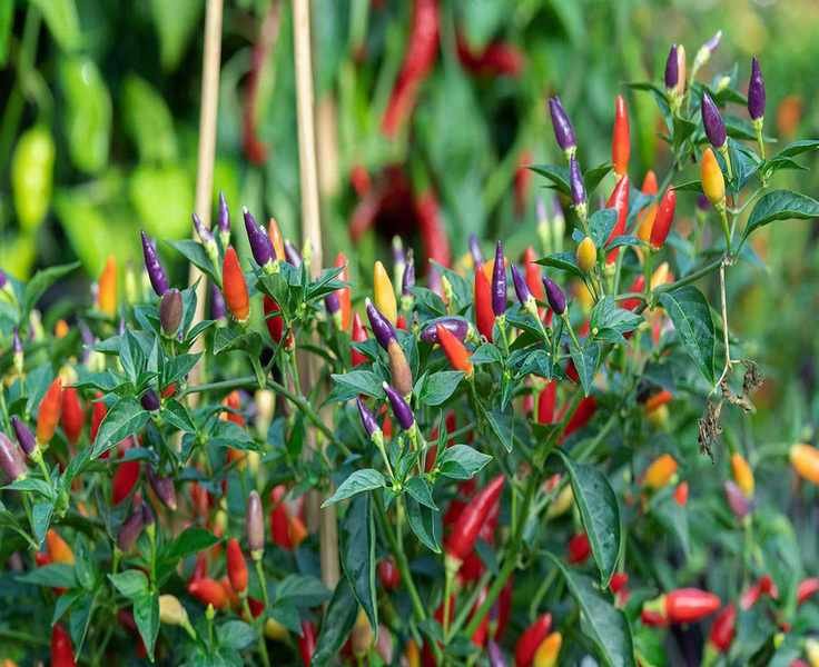 Top 10 Chili Pepper Varieties to Cultivate for Flavor Boosts