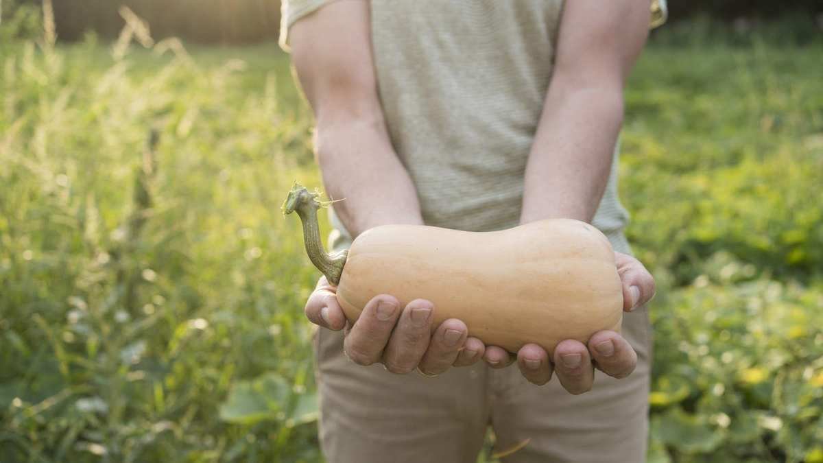 Growing Butternut Squash: From Seeds to Harvesting Fruits