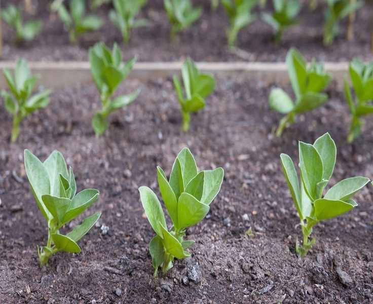 Planting Fava Beans: 3 Effective Methods for a Thriving Crop