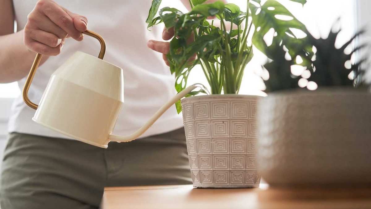 Top vs. Bottom Watering: Which Method Works Best for Your Plants?