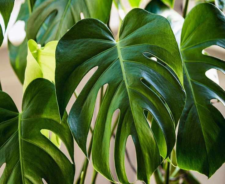 Propagate Your Monstera: 5 Simple Steps to Grow New Plants