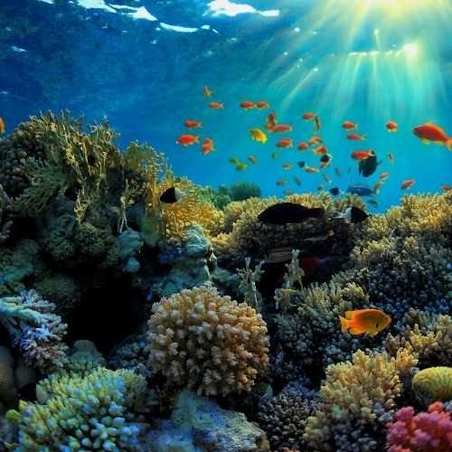 Reef Safe Skincare: Protect Your Skin and Oceans