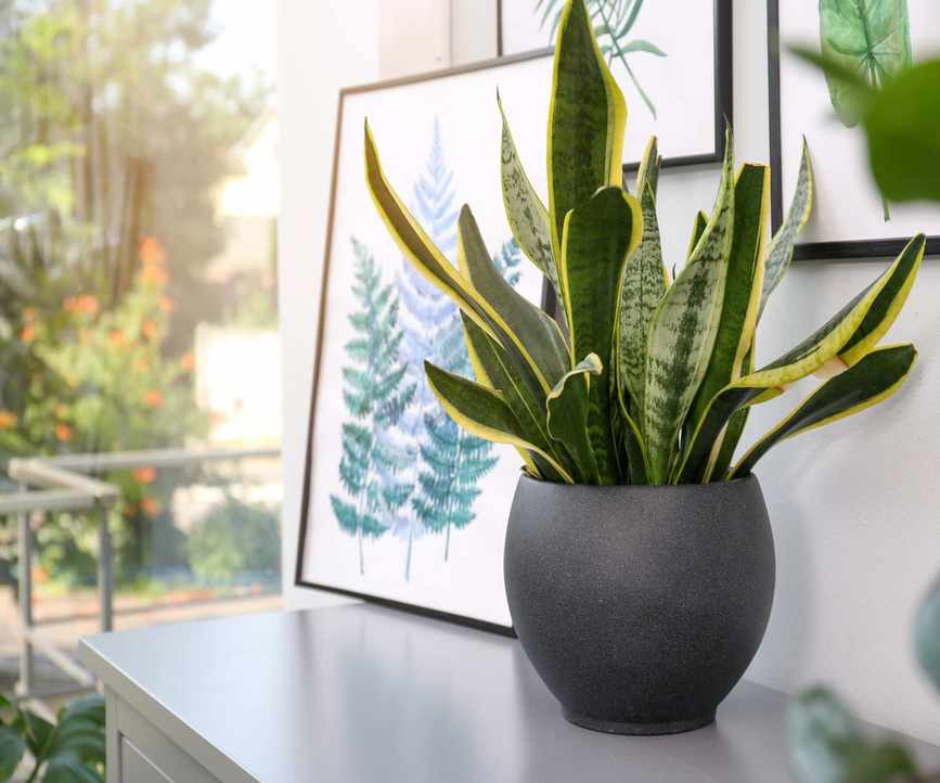 Sansevieria is one of the best plants for helping clean the air