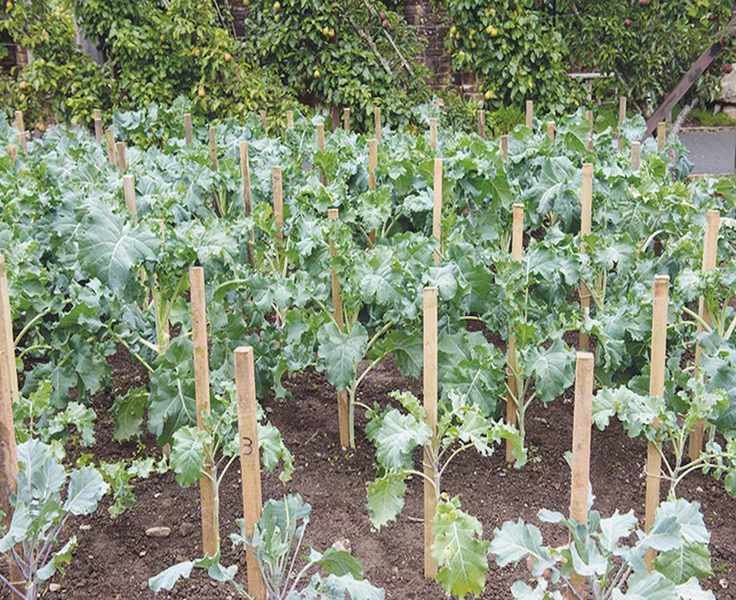 how to grow broccoli plants in a vegetable patch