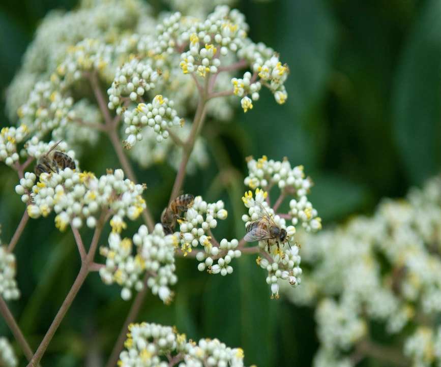 Korean Bee Tree