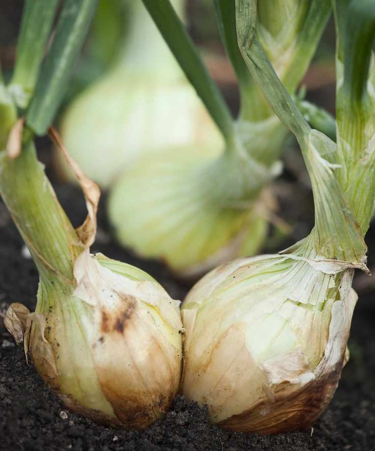 onions growing in soil