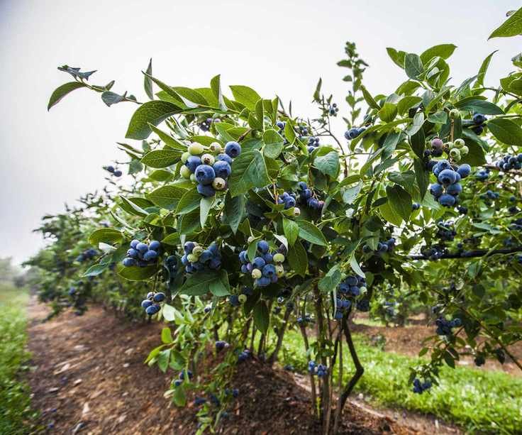 Blueberry bushes