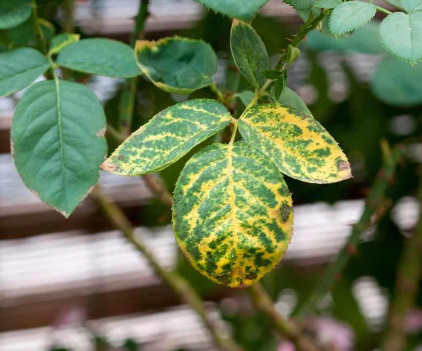 Rose showing signs of mosaic virus