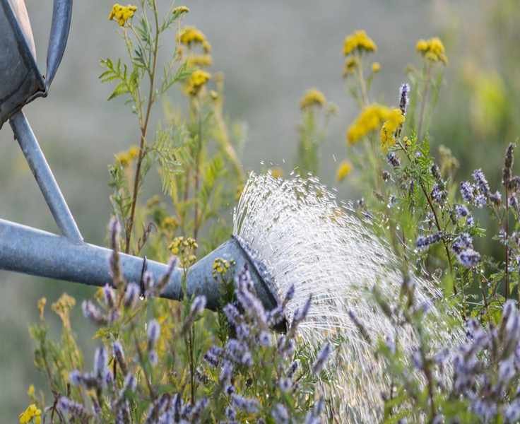 Weekend Project: Crafting Your Own Plant Fertilizer from Weeds