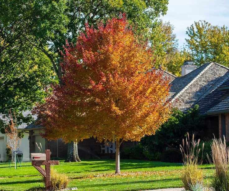 Acer rubrum Summer Red