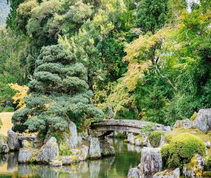 7 Stunning Trees to Enhance Your Japanese Garden's Serenity
