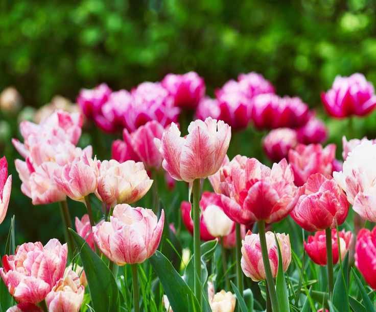 Double Tulip