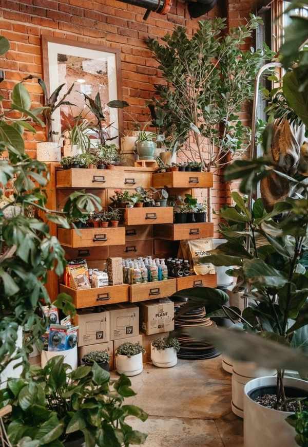 Seattle plant shop_2023 indoor plant trends