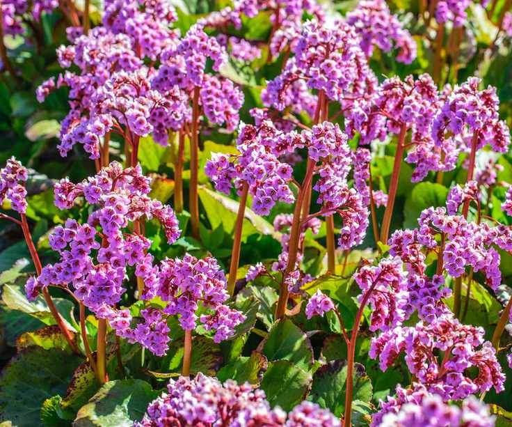 Pink flowers of Bergenia cordifolia