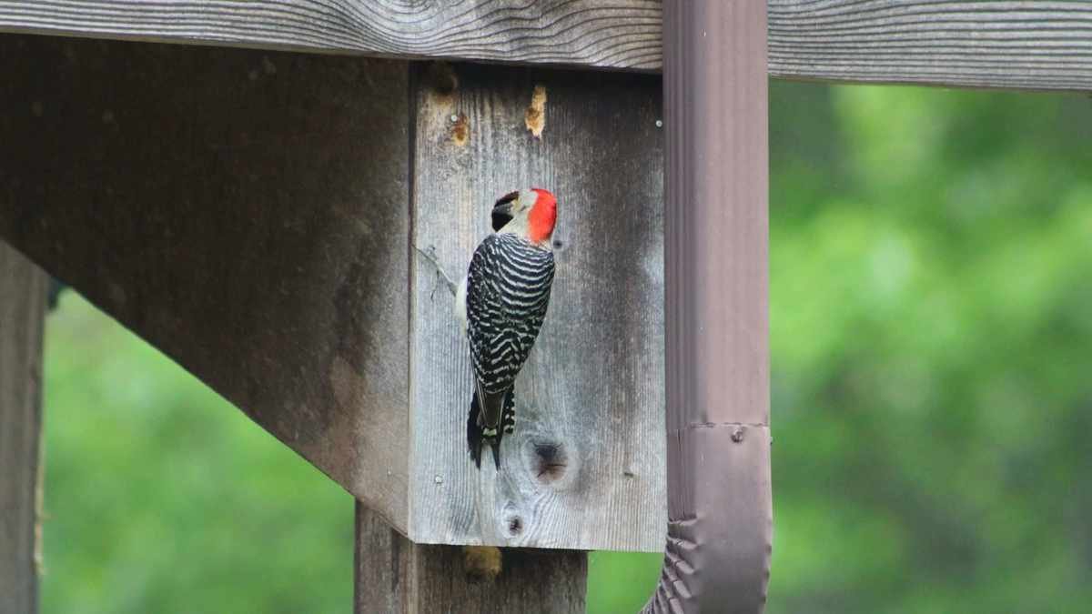 Effective Ways to Prevent Woodpeckers from Damaging Your Home