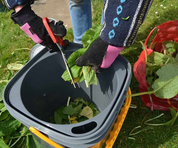 Cutting comfrey leaves for fertilizer