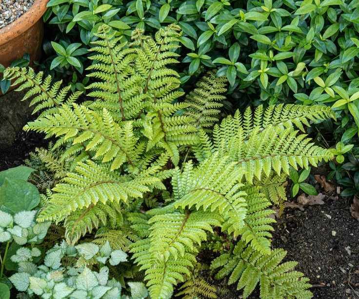 front yard plant opening fronds in shady part of garden