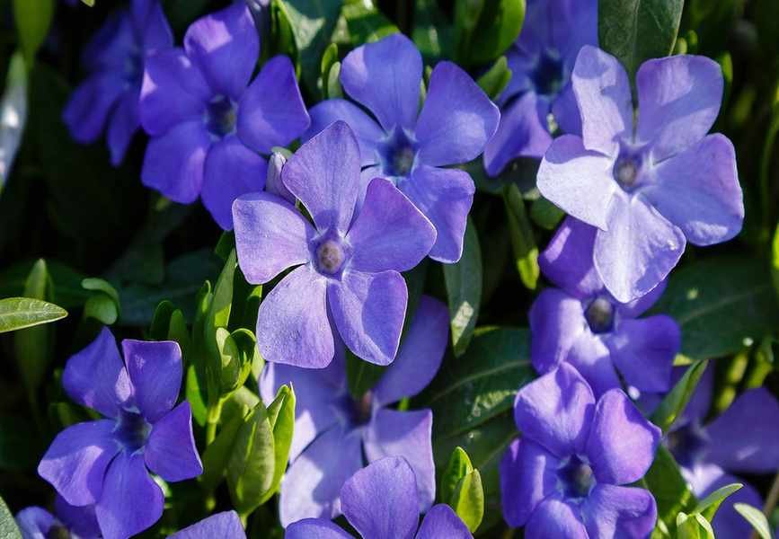 Discover the Advantages of Ground Cover Plants and Their Best Uses