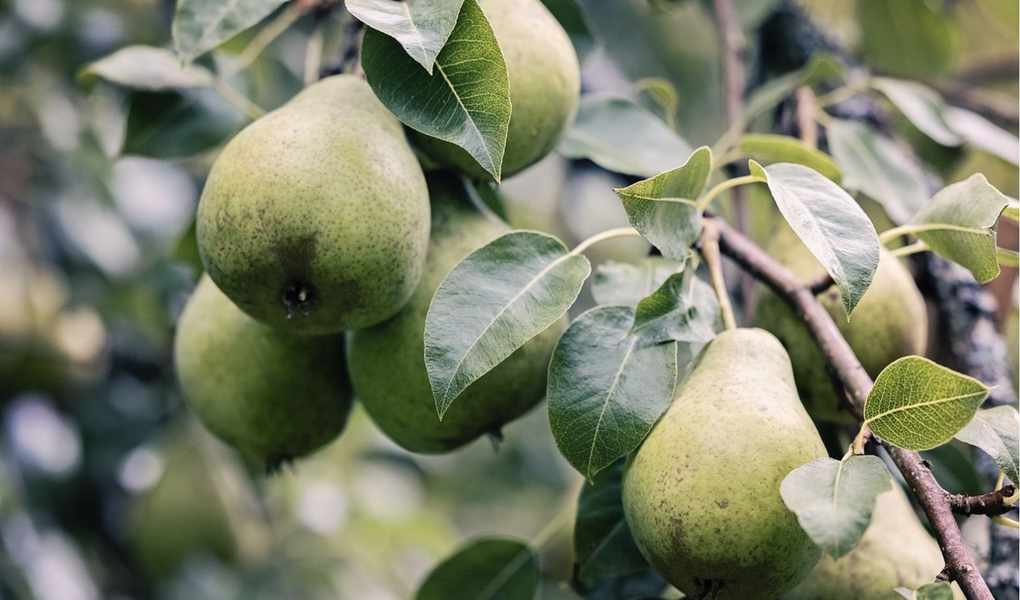 Encouraging Pear Trees to Fruit: 3 Essential Tips for a Bountiful Harvest