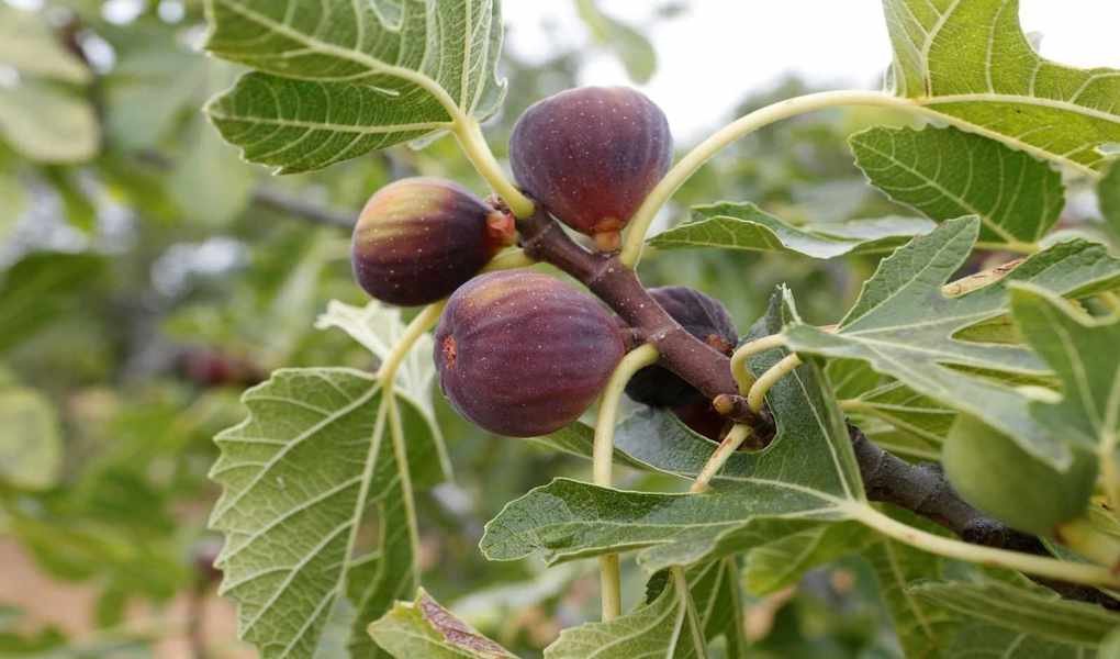 Winterizing Fig Trees: Essential Steps for Protecting Your Figs
