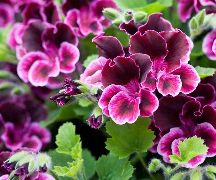 Spanish Angel pelargonium