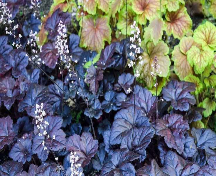 Essential Heuchera Care for Gorgeous Coral Bells in Your Garden