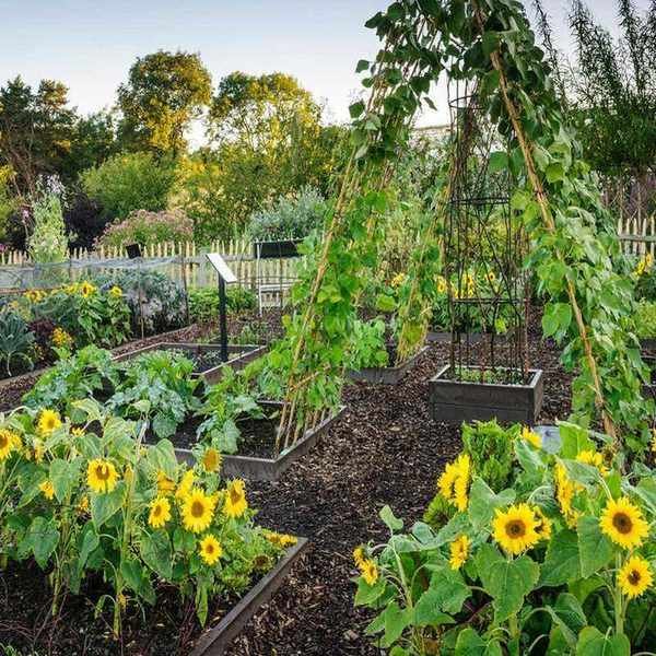 How to grow sunflowers