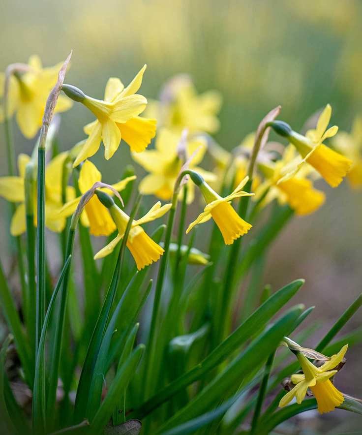 daffodils growing in garden