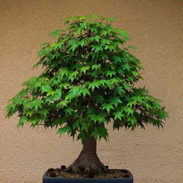 Japanese maple bonsai tree in a garden