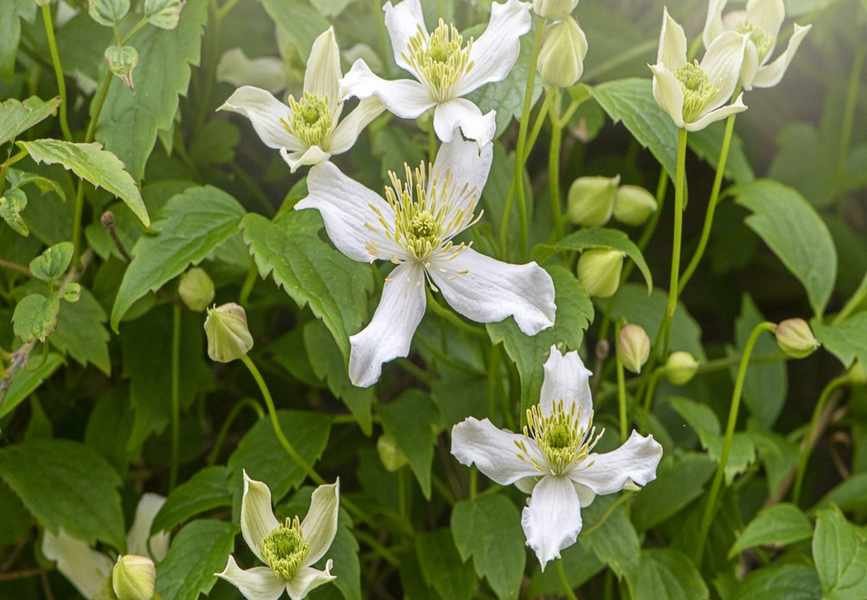 Deadheading Clematis: Tips for Encouraging More Blooms