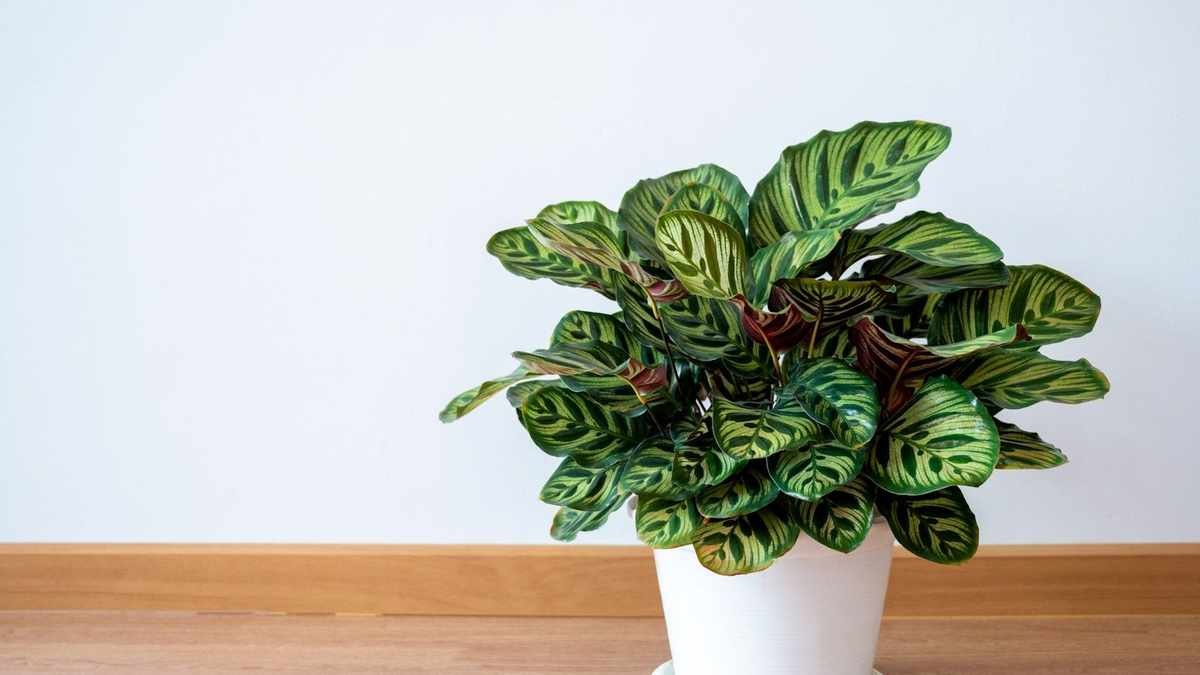 Propagate Calathea: A Simple Guide to Growing More Houseplants