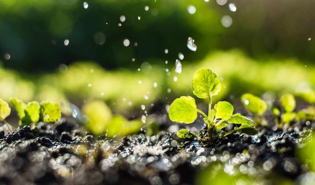 Essential Tips for Watering Your Plants During Hot Weather