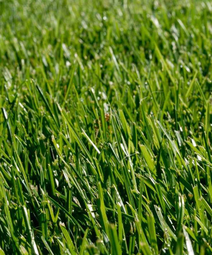 fescue grass lawn