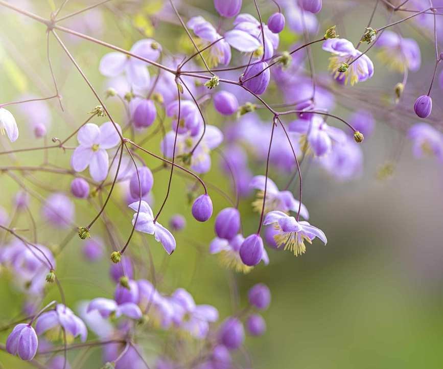 Thalictrum Meadow Rue