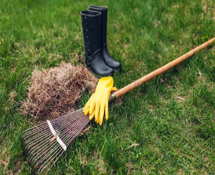 Dethatching Your Lawn: Essential Steps and Prevention Tips