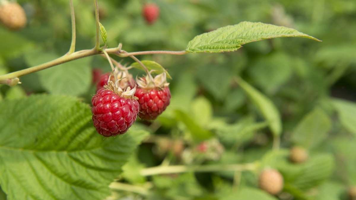 Fertilizing Raspberries for a Year-Round Bountiful Harvest