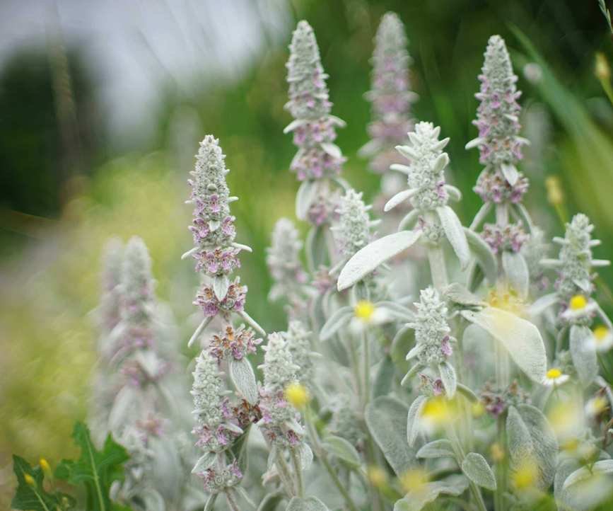 Stachys byzantina (lamb's ear)
